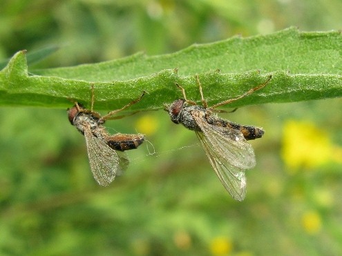 Ecatombe di sirfidi